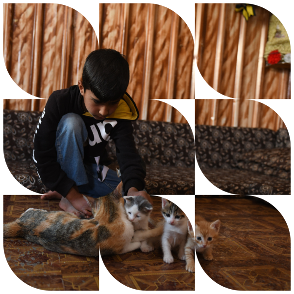 Refugee child playing with cats